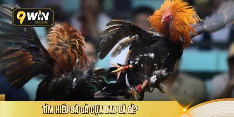 Tìm hiểu đá gà cựa Dao là gì?